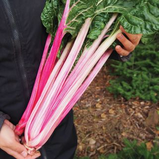 Peppermint Swiss Chard Thumbnail